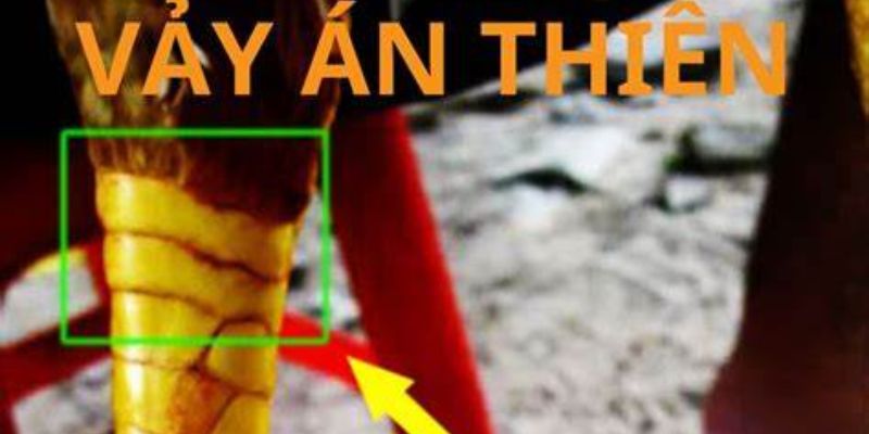 Vảy Án Thiên – Bí Ẩn Đằng Sau Chiến Thắng Của Thần Kê