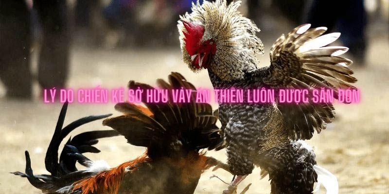 Vảy Án Thiên – Bí Ẩn Đằng Sau Chiến Thắng Của Thần Kê