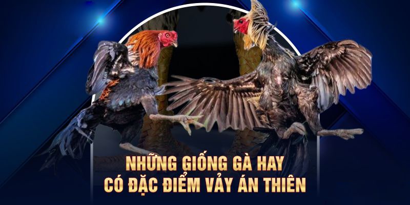 Vảy Án Thiên – Bí Ẩn Đằng Sau Chiến Thắng Của Thần Kê
