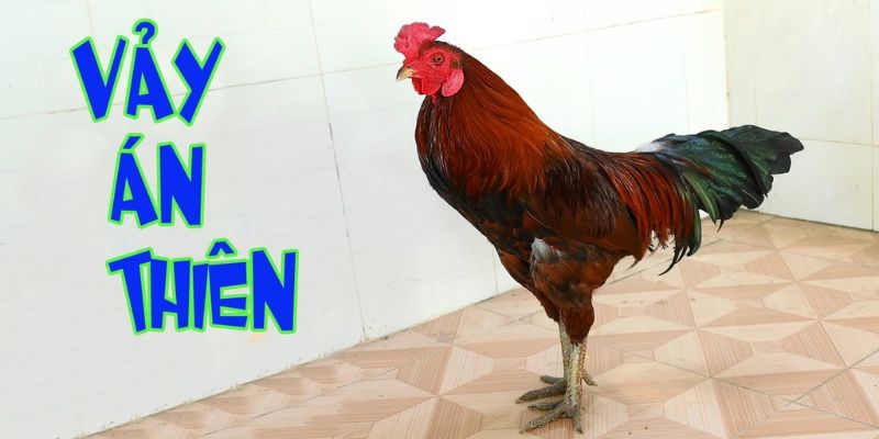 Vảy Án Thiên – Bí Ẩn Đằng Sau Chiến Thắng Của Thần Kê